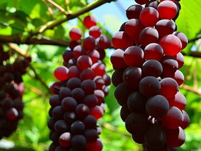 擔心動脈硬化?你還是可以吃得很豐富