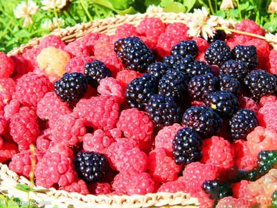 擔心動脈硬化?你還是可以吃得很豐富