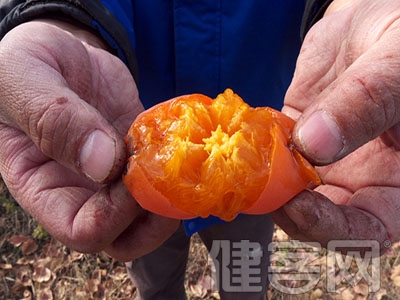 防動脈硬化請多吃點柿子 茶葉為你抵抗多種疾病