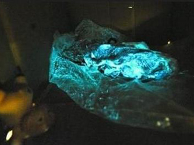 豬肉夜裡發藍光疑磷過量 食用易導致高血壓