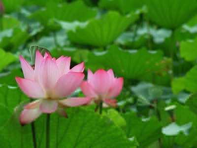 多吃番茄可預防腦中風