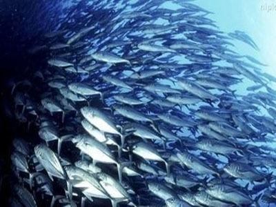 動脈硬化吃什麼好?動脈硬化要遠離動物內髒