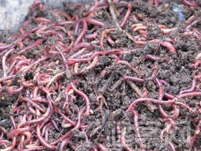 驚!蚯蚓竟能有益心血管保健