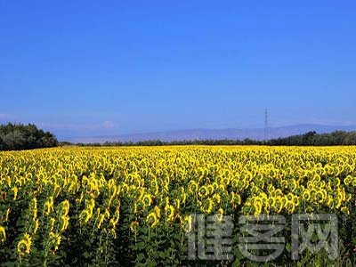 先心病若不及時治療半數患兒在3歲前死亡