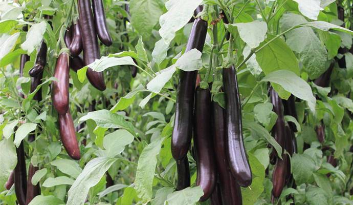 讓你遠離&ldquo;三高&rdquo;的美食有哪些？