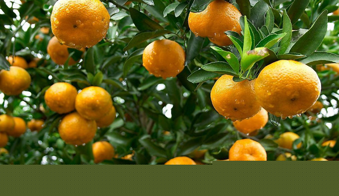 預防中風可以多吃橘子！！