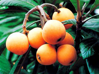 高血壓患者可以吃枇杷嗎？