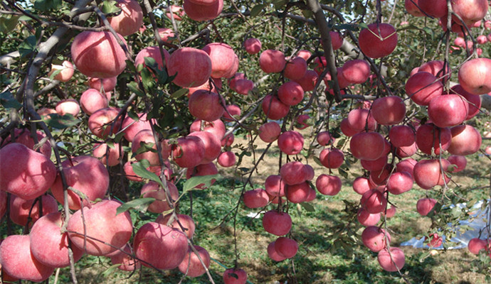 這些食物對&ldquo;心髒&rdquo;很重要！