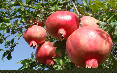 高血壓患者不能碰的水果有哪些？