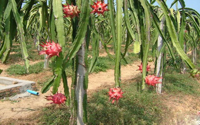 &ldquo;心髒病&rdquo;吃哪幾類水果最好呢？收藏收藏！