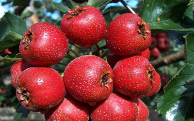 &ldquo;心髒病&rdquo;應該吃什麼健康的食物？