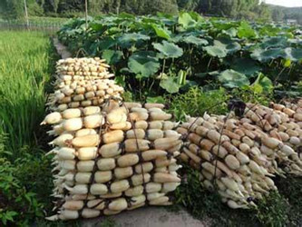 秋季有哪些食物可以預防&ldquo;高血壓&rdquo;！