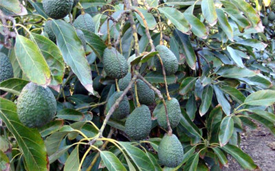 攝入&lsquo;好'脂肪，降低心腦血管疾病風險