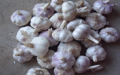 心腦血管的保護傘&ldquo;大蒜&rdquo;