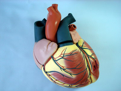 　　2015年到了，我們又大了一歲，很多人都因此而煩惱，不願意長大。然而，擔心自己老了的人們，你們思考過自己的心髒也在&ldquo;長大&rdquo;嗎?其實，很多時候，心髒年齡要遠遠比實際年齡大很多，而造成這種結果的原因很可能和生活習慣等有密切的關系。你的實際年齡加上以下的幾條就是你心髒的年齡，快來算算你的心髒幾歲了?