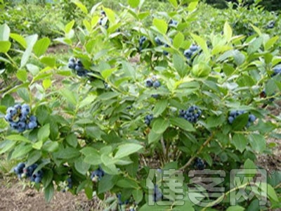 春季生機盎然 &ldquo;心髒&rdquo;也想復蘇