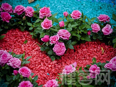 　　風濕性心髒病的護理工作非常重要，關系著病人是否術後能夠康復。風濕性心髒病是一種心髒出現問題，即心髒受到風濕熱的侵犯而引發的疾病。此病威脅人類健康的主要原因，是由於威脅最重要的器官&mdash;心髒。在進行疾病治療過程中，病人家屬需了解風濕性心髒病的護理措施，幫助其降低治療難度，輔助手術治療。對於風濕性心髒病的護理工作，專家給出了幾點建議：