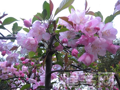 心髒病的&rdquo;惡性腫瘤&ldquo; 心力衰竭