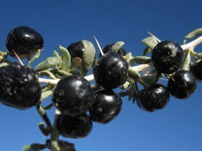 &ldquo;軟黃金&rdquo;黑枸杞真有神功效？