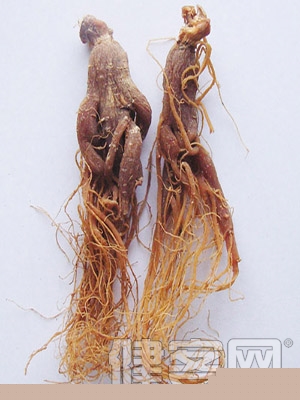 冠心病患者能吃紅參嗎