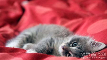 胸悶出汗心絞痛心肌炎怎麼辦