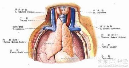 急性心肌梗死的護理