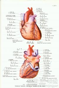 心肌梗塞會引起小腿水腫嗎