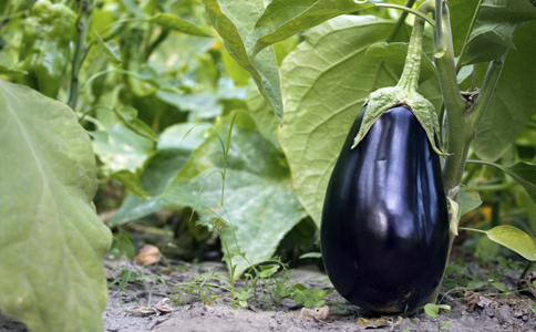 高血壓必備的八種降壓蔬菜 降壓蔬菜有哪些 高血壓患者吃什麼降壓 降血壓最好的方法有哪些