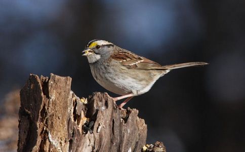 春季啟動降血脂總動員! 春季 降血脂 危險