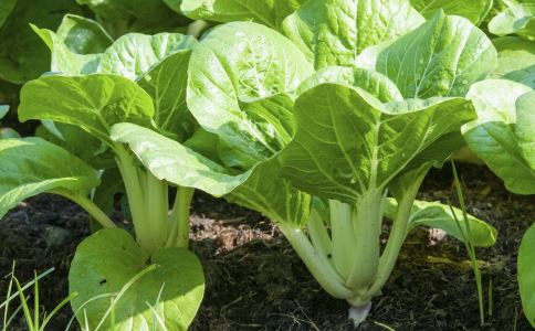 素食能降高血脂嗎? 血糖 血脂 飲食控制