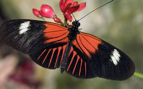 廉價的調脂術 高血脂食療 高血脂飲食 心血管 膽固醇 血脂檢查 調血脂