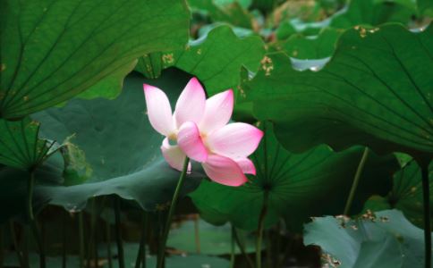 三個字護理心肌梗塞 心肌梗塞 護理 病情