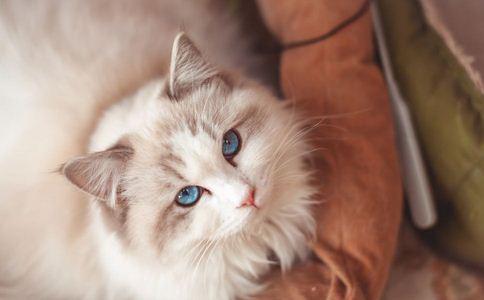 養貓心髒病 貓 中風 壓力血壓 憂慮