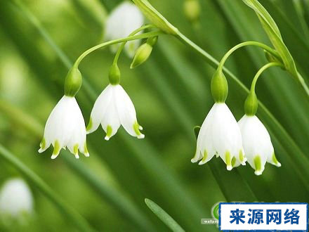 先心病 先心病治療 先心病年齡