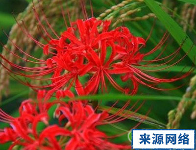 心律失常 心髒病 心血管 小孩心肌炎 小孩心髒病