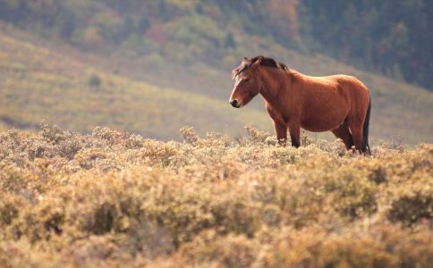 心髒病 心律失常 心血管 心律不齊 心率紊亂